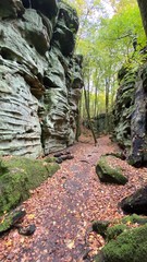 path in forest