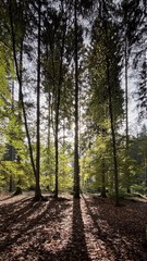path in forest