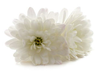 Two white chrysanthemums.