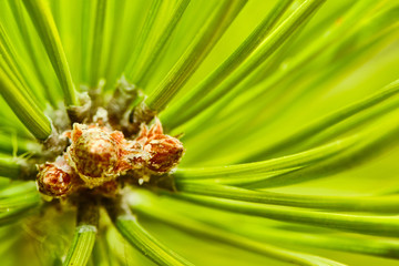 Close-up view of pine buds in the middle of green needles. Macro. Selective focus. Free space for text.