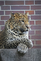 Leopart liegt auf einer Mauer majestätischer Anblick