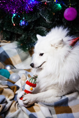 Fototapeta na wymiar A white Japanese Pomeranian lies under a Christmas tree with a snowman toy