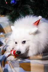 A white Japanese Pomeranian lies under a Christmas tree with a snowman toy