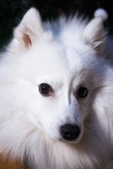 Fototapeta premium White Japanese Pomeranian - muzzle close-up