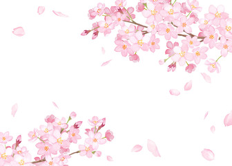 Fototapeta 春の花：さくらと散る花びらのフレーム　水彩イラスト obraz