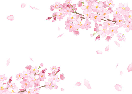 春の花：さくらと散る花びらのフレーム　水彩イラスト