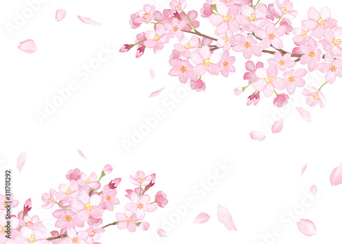 春の花 さくらと散る花びらのフレーム 水彩イラスト Wall Mural Keikotakamatsu 春の花 さくらと散る花びらのフレーム 水彩イラスト Wall Mural Keikotakamatsu