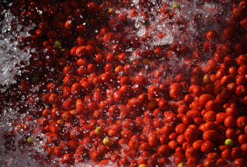 Tomatoes washing on the conveyor line at the tomatoes paste factory