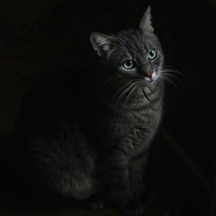 Fototapeta premium tabby cat on the windowsill