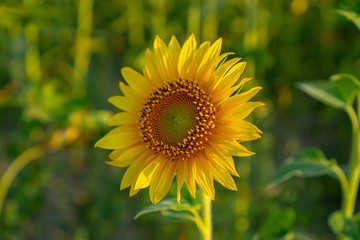 Field of sunflower blossom in a garden, the yellow petals of flower head spread up and blooming above green leaves, trees on background under cloudy sky