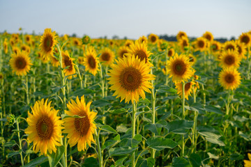 Field of sunflower blossom in a garden, the yellow petals of flower head spread up and blooming above green leaves, trees on background under cloudy sky