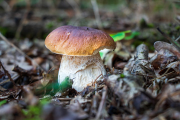 Porcini mushroom (Boletus edulis) growing in leaf litter