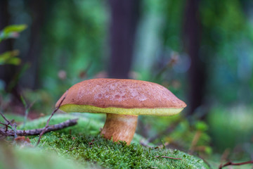 Bay bolete (Imleria badia) growing in moss