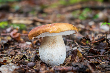 Porcini mushroom (Boletus edulis) growing in leaf litter