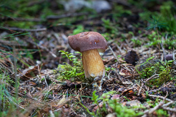 Bay bolete (Imleria badia) growing in the forest