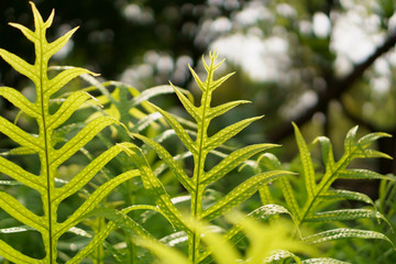 Wart fern of Hawaii with dew drops under sunlight morning, commonly called monarch fern or musk fern, ground cover plant in Polypodiaceae family, grows in wild in the Western Pacific, tropical plants © Arunee