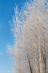 Image with snowy trees.