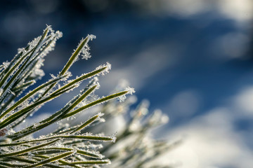 Image with snowy branches.