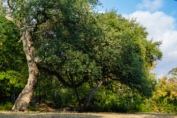 Fototapeta na wymiar Quercus suber, commonly called cork oak, is a medium-sized evergreen oak in the Quercus section at the edge of a large clearing in Massandra Park in Crimea. Nature concept for design.