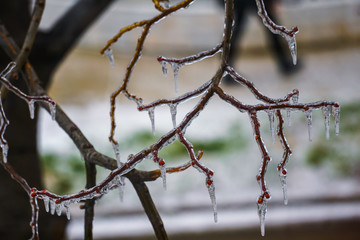 Freezing rain on the branches with red buds, Giurgiu, Romania