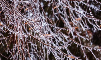 Freezing rain on the branches with red buds