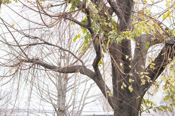 tree