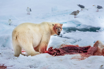 animal, arctic, bear, big, blue, boulders, canada, carnivore, cold, cute, endangered, fight, floe,...