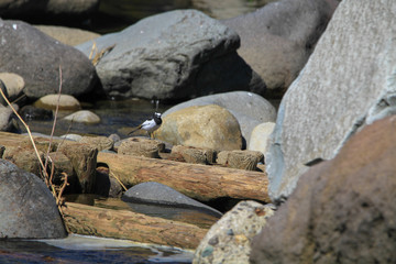セグロセキレイ