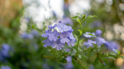 bunches of blue tiny petals of Cape leadwort blooming on greenery leaves and blurry background, know as white plumbago or sky flower