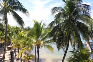 Fototapeta na wymiar Coconut tree on sea shore