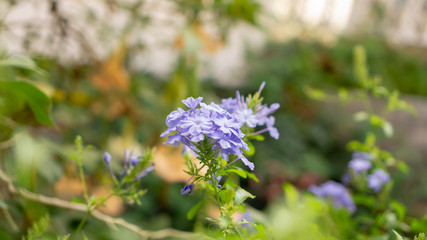 bunches of blue tiny petals of Cape leadwort blooming on greenery leaves and blurry background,...