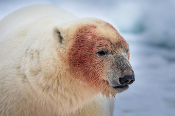 animal, arctic, bear, big, blue, boulders, canada, carnivore, cold, cute, endangered, fight, floe, glacier, holiday, hudson, hunter, churchill, ice, iceberg, mammal, manitoba, maritimus, natural, natu