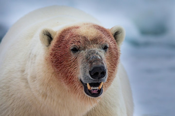 animal, arctic, bear, big, blue, boulders, canada, carnivore, cold, cute, endangered, fight, floe,...