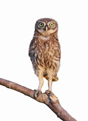 A funny photo of an young little owl stands on the branch isolated on white background
