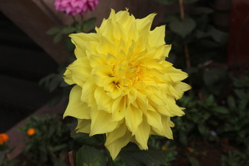 Macro shots of various varieties of flowers.