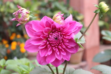 Obraz premium Macro shots of various varieties of flowers.