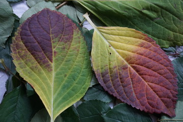 Herbst, herbstlich gefärbte Blätter der Hortensie - autumn hortensia leaf