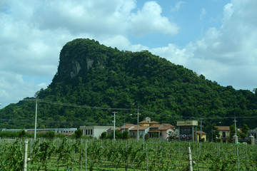 Gartenanlage und Weinanbau in Thailand