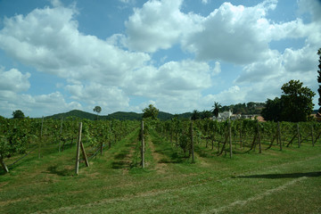 Gartenanlage und Weinanbau in Thailand