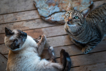 two wild cats rest on the garden table. The tabby cat looks up