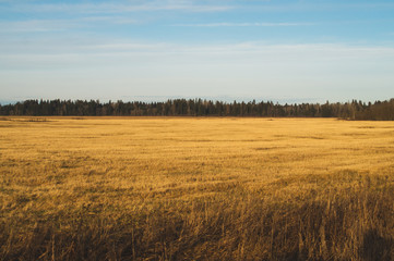 Wide field landscape. meadow with forest on the horizon line