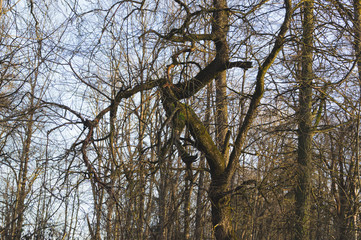 Trees in the forest. crooked tree branches