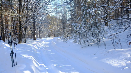 winter in the forest