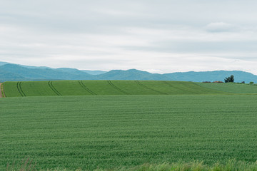 Obraz premium Beautiful view of high mountain with the wide pine trees forest and blue sky and white cloud during winter season in Biei, Japan Hokkaido.