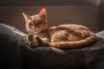 gato atigrado de ojos verdes tumbado en el sofá con las piernas juntas bajo la luz del atardecer
