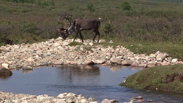 Mongolia. Darkhat basin. The camp of reindeer herders. Deer.
