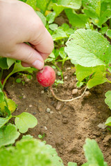 Picking radishes from the garden in early summer in the garden