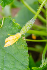 Cucumbers hang on a branch in the greenhouse and ripen