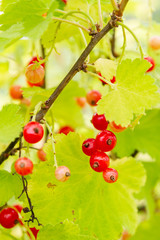 Red currant berries hang on a Bush in summer