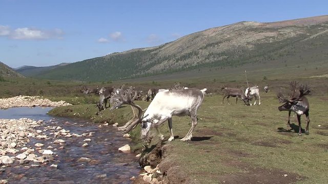 Mongolia. Darkhat basin. The camp of reindeer herders. Deer.